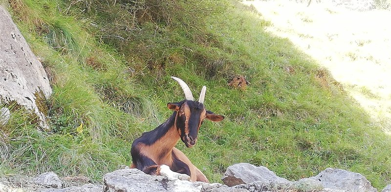 ESCAPADA POR ASTURIAS ORIENTAL - Blogs de España - RUTA DEL CARES-ARENAS DE CABRALES Viernes 11 de Septiembre (11)