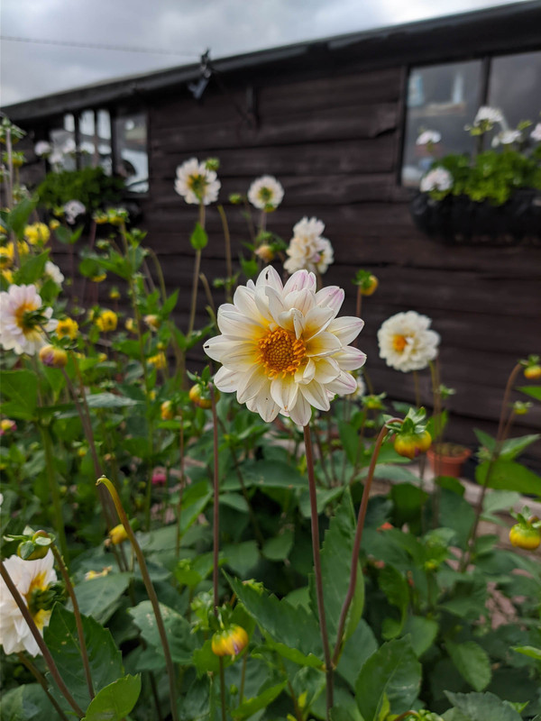 00000IMG_00000_BURST20200801165446110_COVER