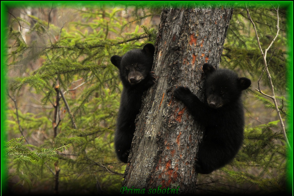 bear-cubs-black-bear.jpg