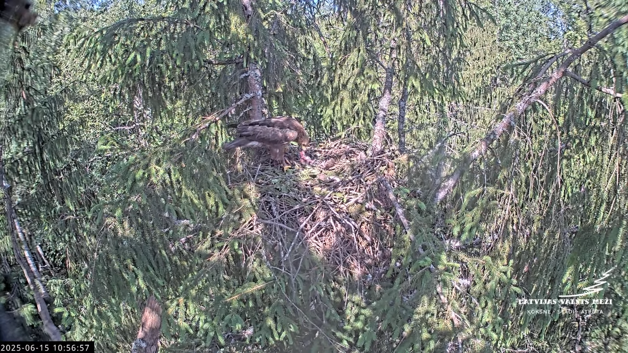 LVM mazais ērglis Lisiņa, egle2 – Lesser Spotted Eagle 13-22-37 screenshot