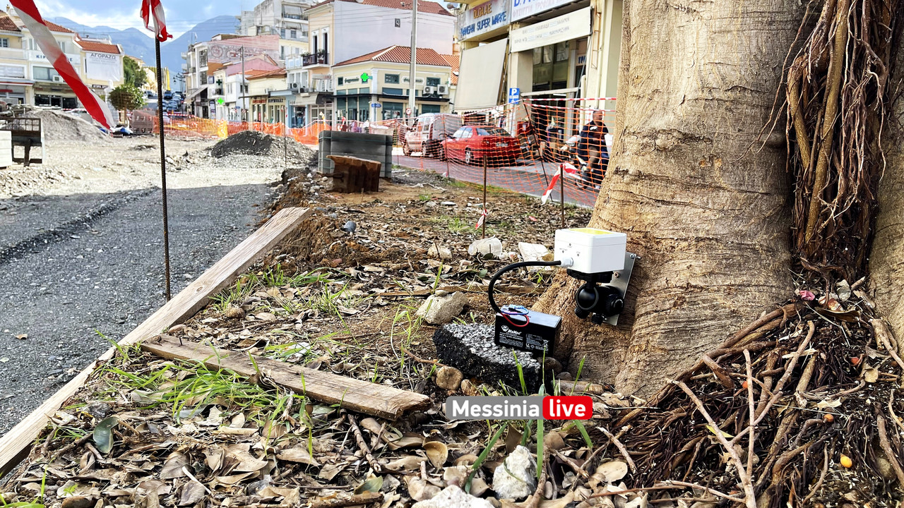 δεντρα 23IMG_9011