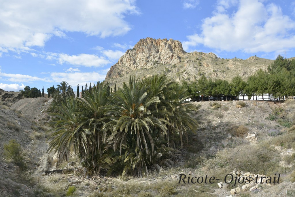 ricote02.jpg (759.76KiB)