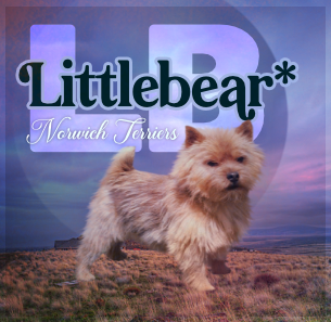 Littlebear* A Bold Point