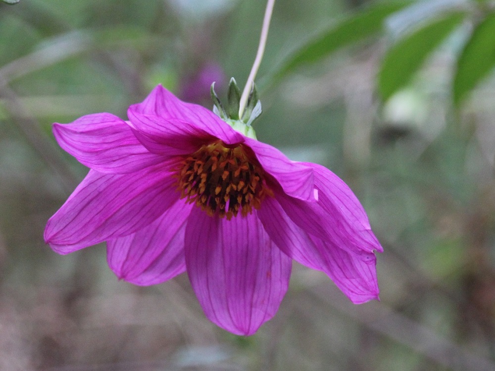 Dahlia (australis x tenuicaulis) , 081124 (2)