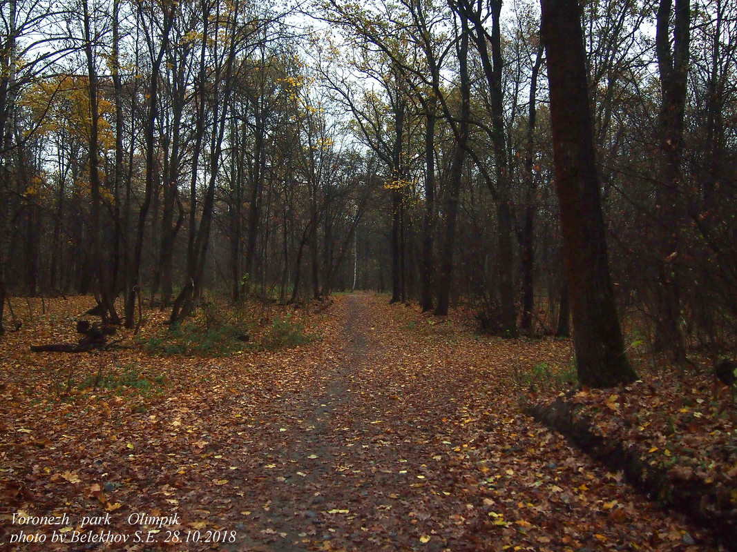 Воронеж, осень, парк