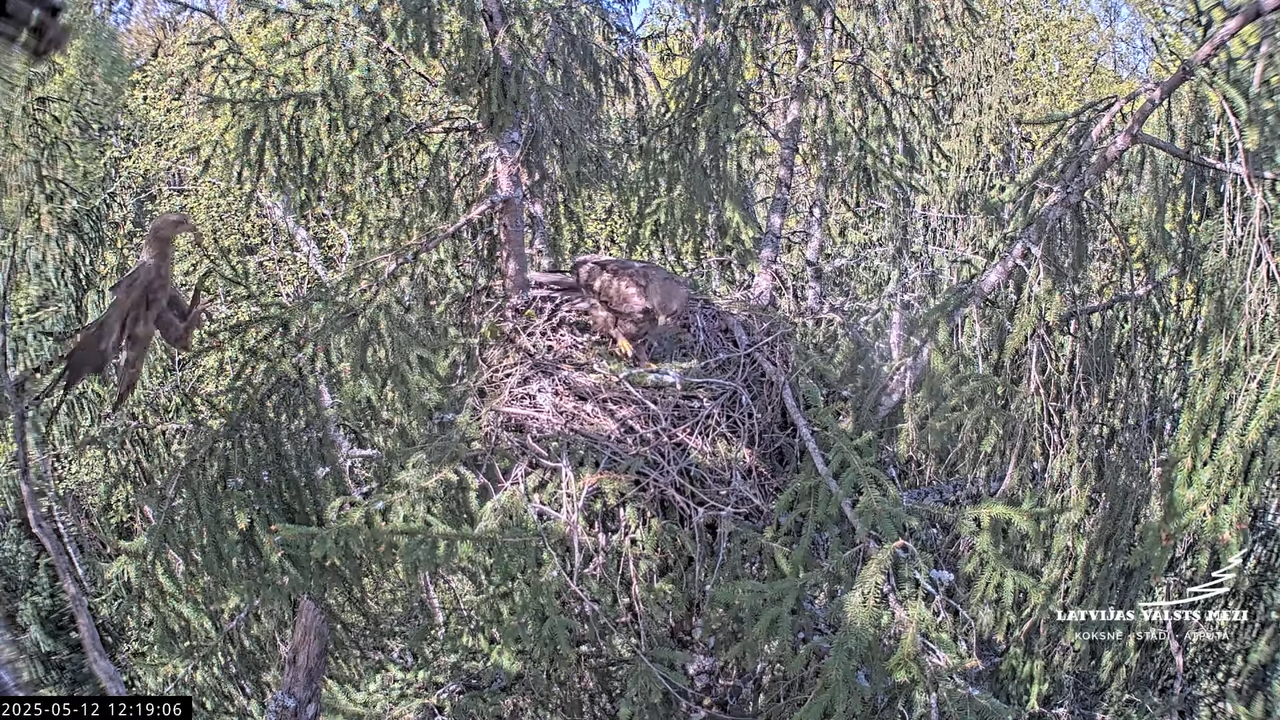 LVM mazais ērglis Lisiņa, egle2 – Lesser Spotted Eagle 17-51-51 screenshot