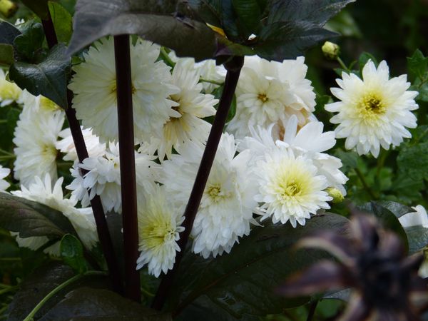 2014-10-18 Chrysanthemum 'Kleiner Eisbär'