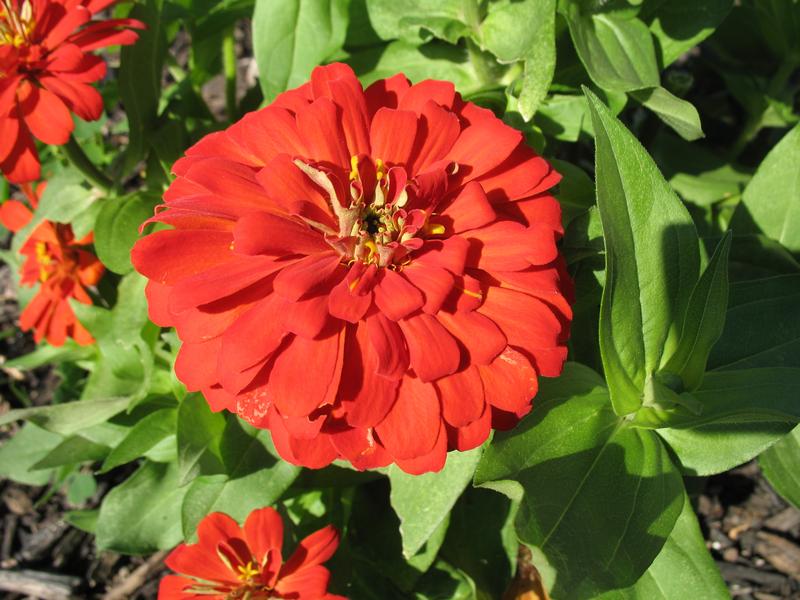 Lawn and Gardens 07.18.2018  (11)