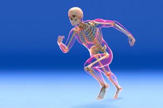 Human Musculo-Skeletal System- Part 2- lower limb