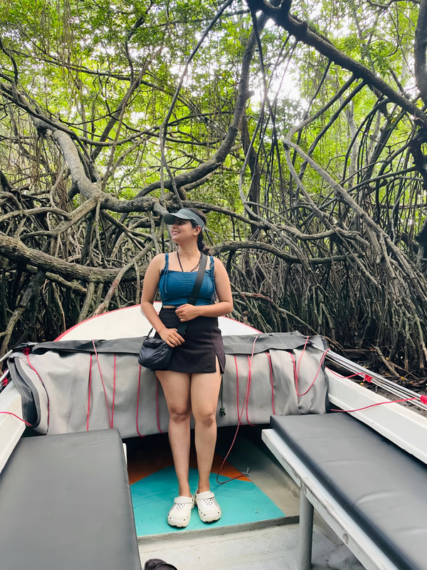 Mangrove Tree 4