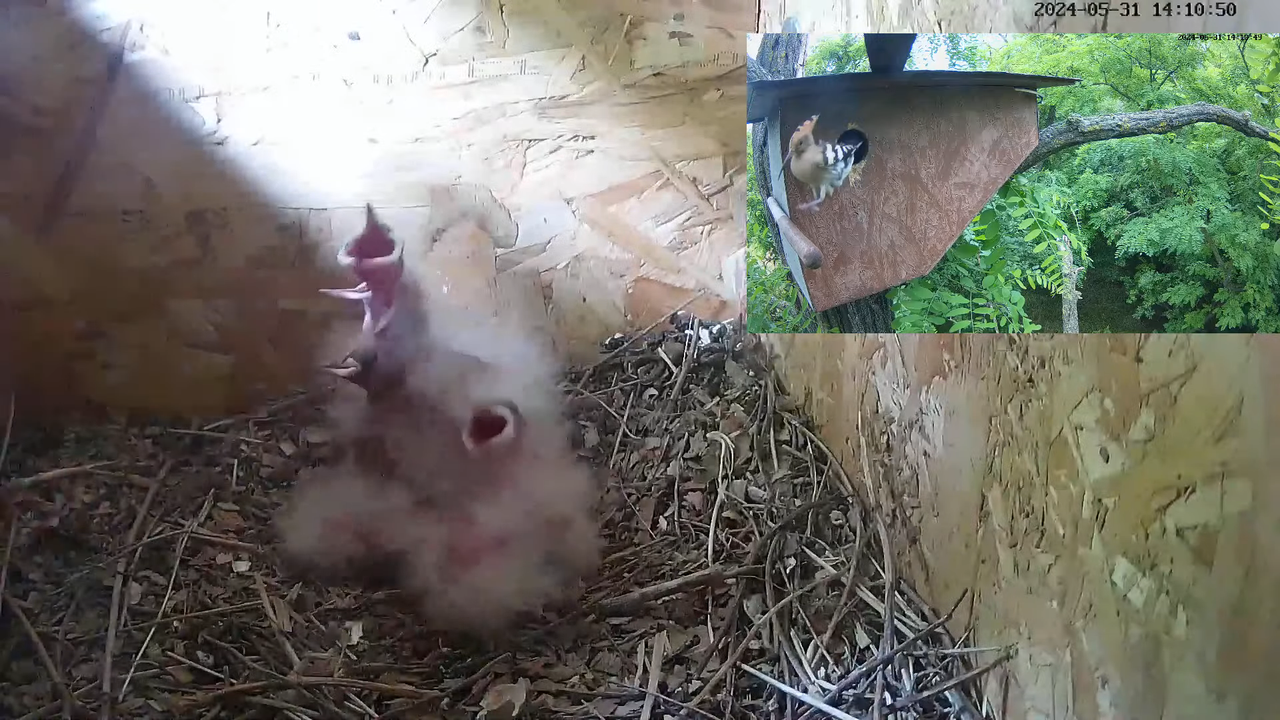 TIEŠRAIDĒ Eirāzijas stīpiņa Nest Cam (Nagyberény, Ungārija) 13-34-10 screenshot