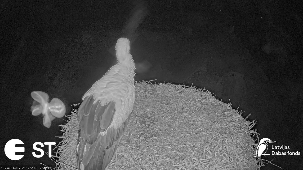 Baltie stārķi (Ciconia ciconia) Tukuma novadā - LDF tiešraide __ White storks in Tukums, Latvia 13-1