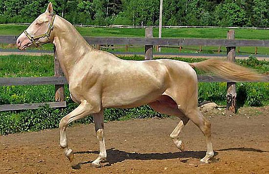 https://i.postimg.cc/WpZWLYSh/akhal-teke-lo.jpg