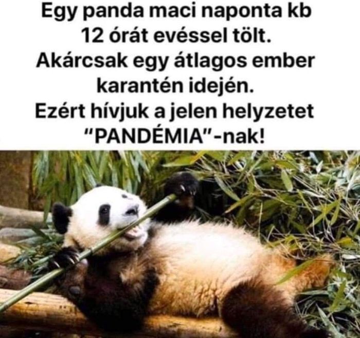 https://i.postimg.cc/WpdXZZmr/egy-panda-maci.jpg