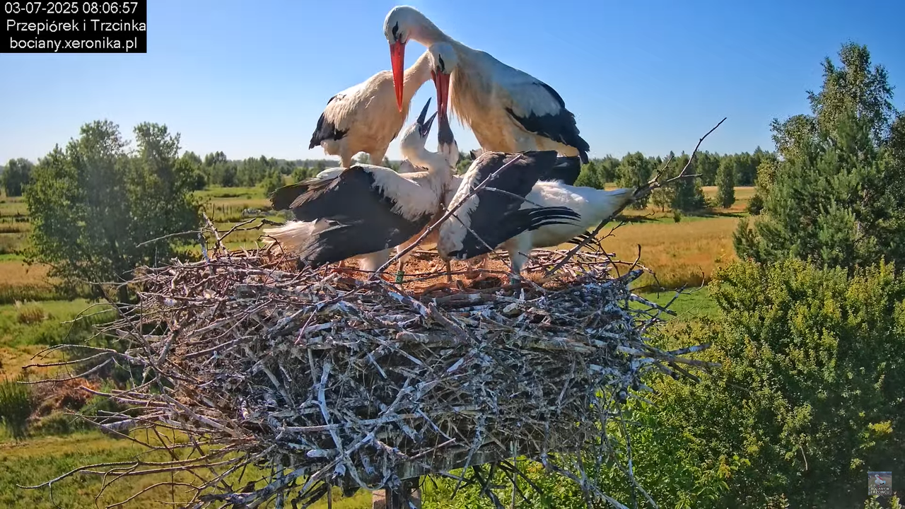 03072025bociany20