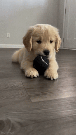 IMG-1938.gif