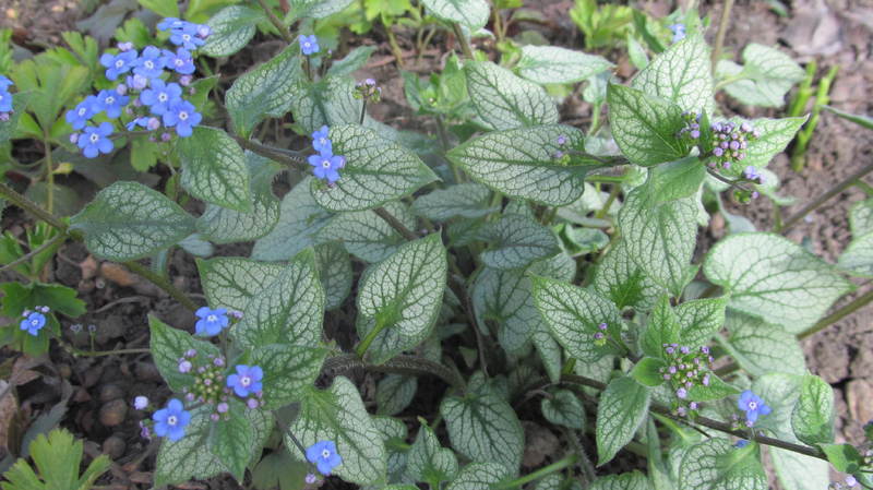 IMG_4890
