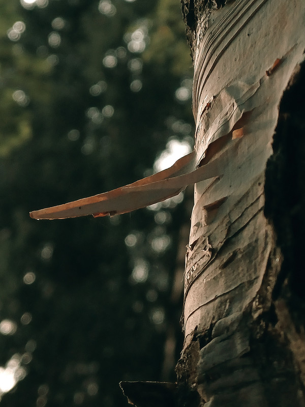 Sirvėtos regioninis parkas