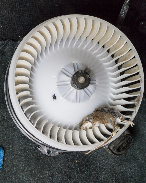 170810-mouse-001.jpg
