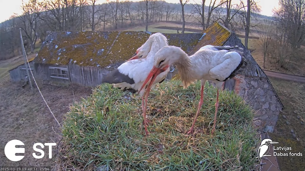 (19) Baltie stārķi (Ciconia ciconia) Tukuma novadā __ White storks in Tukums, Latvia - YouTube - 568