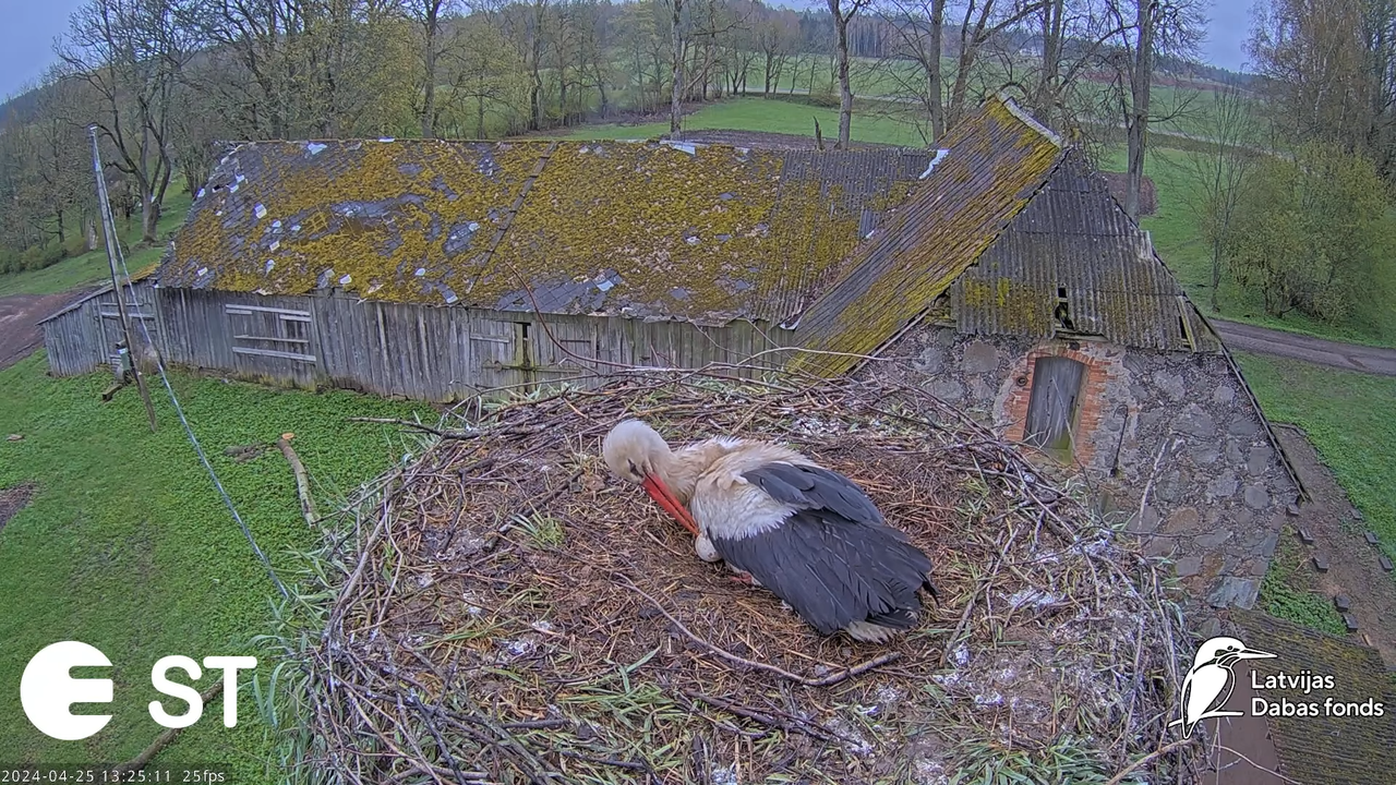 Baltie stārķi (Ciconia ciconia) Tukuma novadā - LDF tiešraide __ White storks in Tukums, Latvia 9-42