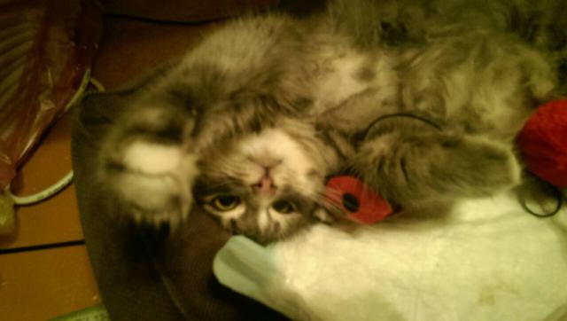 IMG-53b48aac1dbe9a14a791dbddc8333f27-V