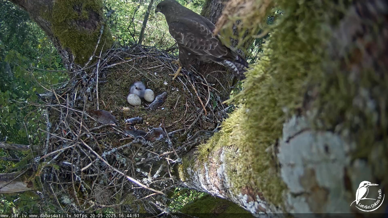 Melnās klijas (Milvus migrans) Kurzemē_ peļu klijāni (Buteo buteo) 14-33-6 screenshot
