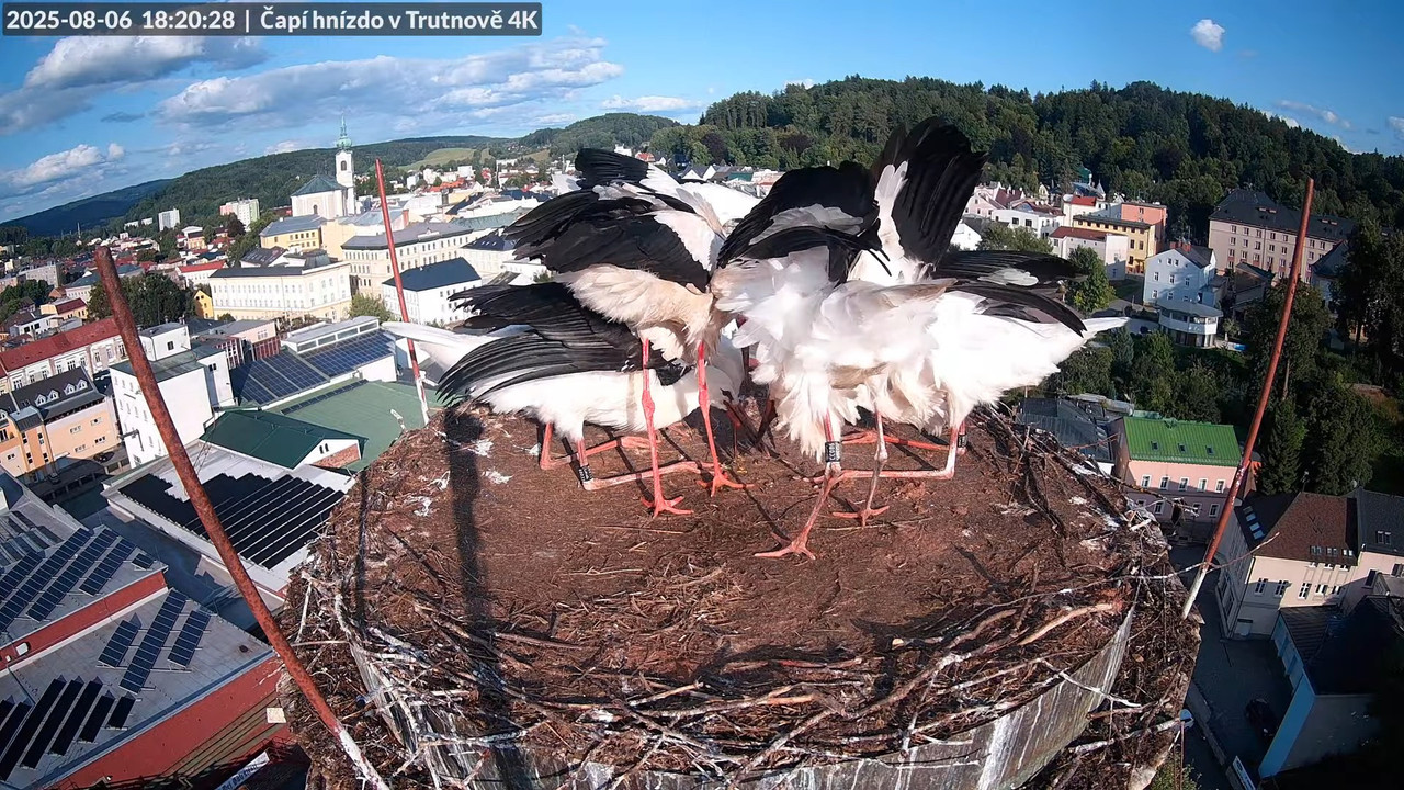 Tiešraide no stārķa ligzdas uz alus darītavas skursteņa Trutnovā 11-10-8 screenshot