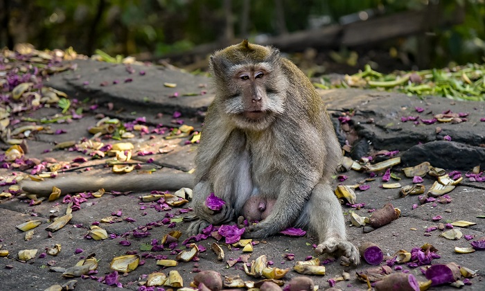 Monkey Forest Ubud, Bali