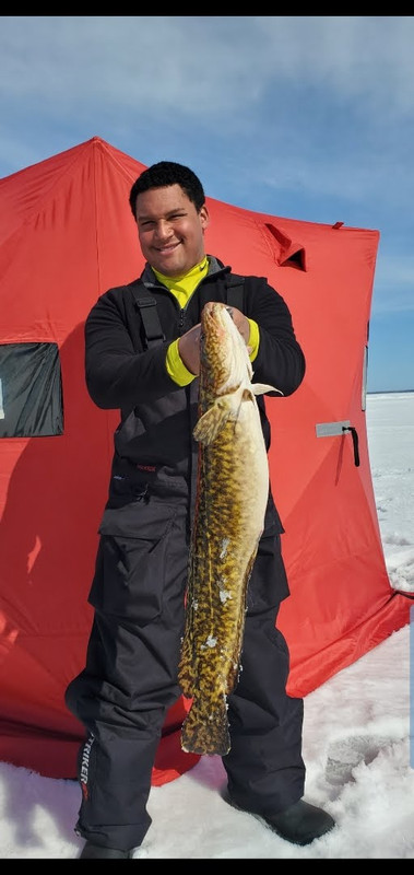 Burbot