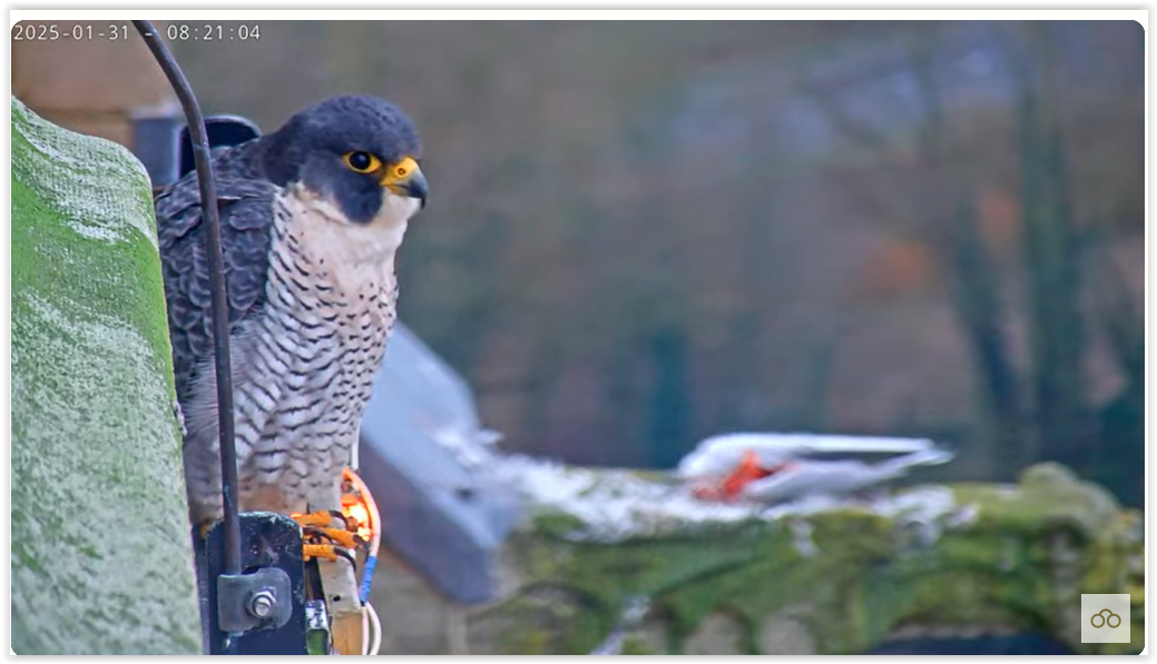 Screen Shot 01-31-25 at 08.57 AM