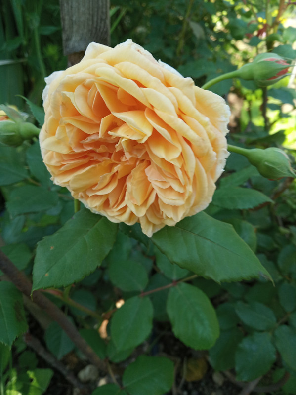 IMG_20190607_173026