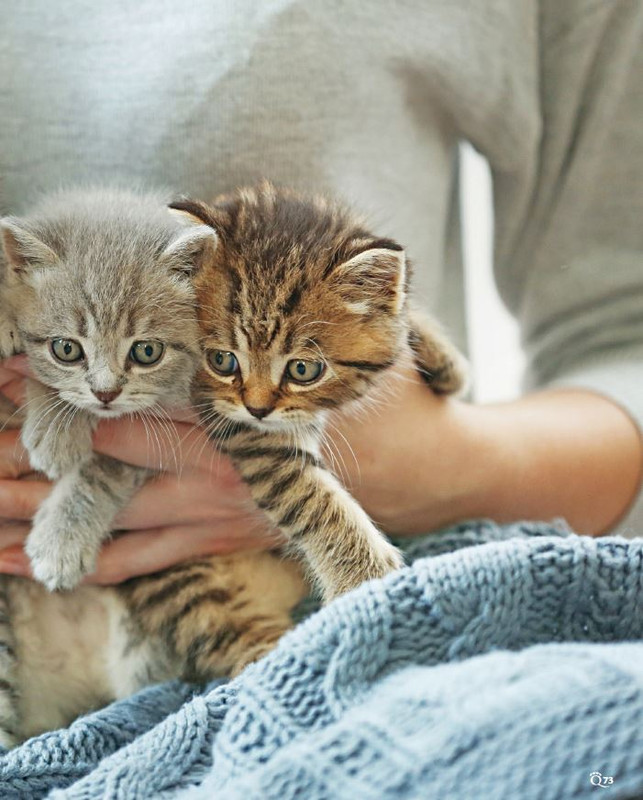 QuattroZampe Giu 2024 (4)