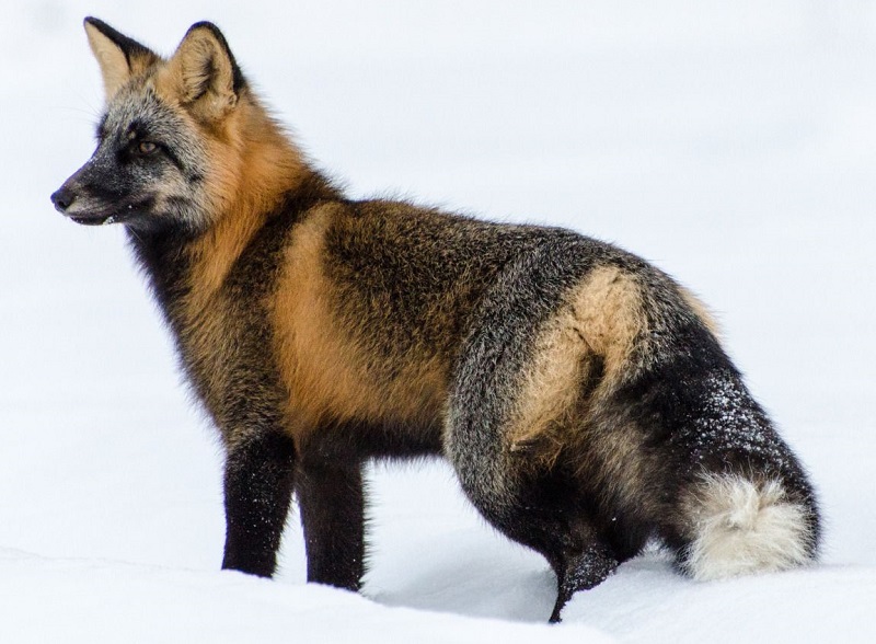 [Image: Silver-fox.jpg]