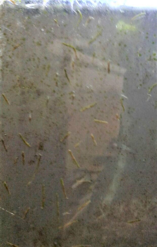 WhatsApp Image 2017-04-10 at 11.52.21