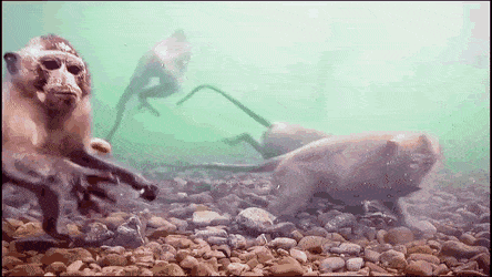 GIFs-2