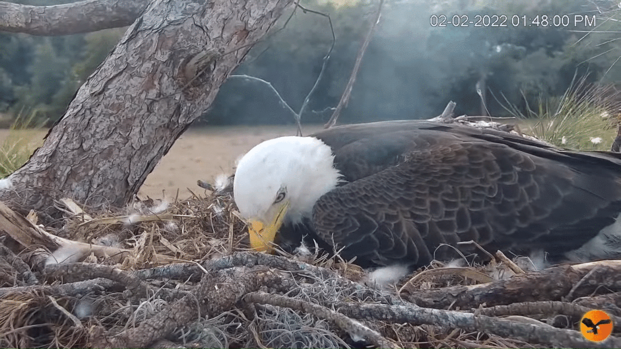 Webp.net-gifmaker (4)