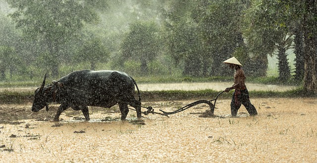 Sustainable Rice Farming – Not So Eco Unless Done Well