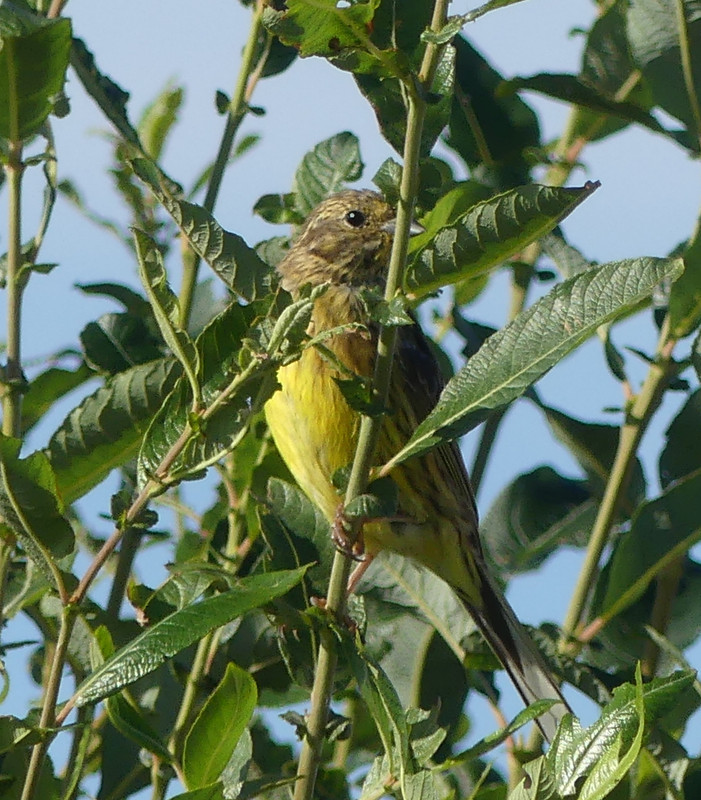 FE YELLOWHAMMER 1 030924
