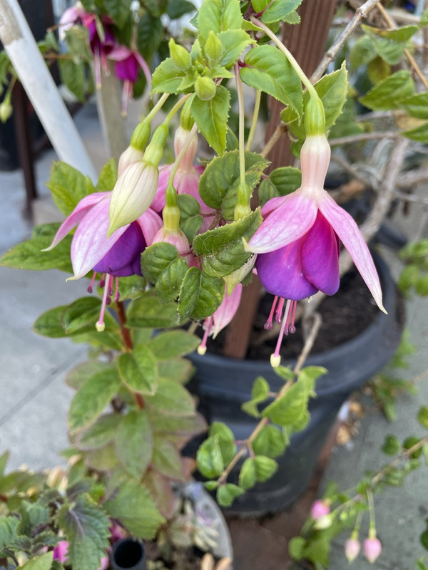 784A3092-E417-41DA-8CD5-E7082618AEAE_1_105_c