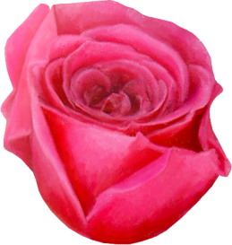 Rose14