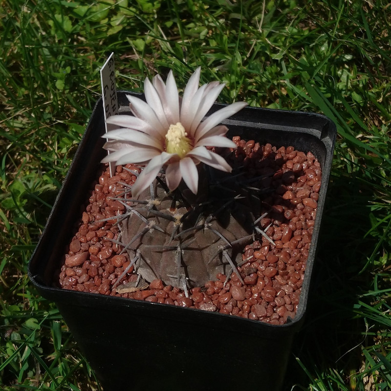 Gymnocalycium bodenbenderianum (riojense) G 05 nr 6