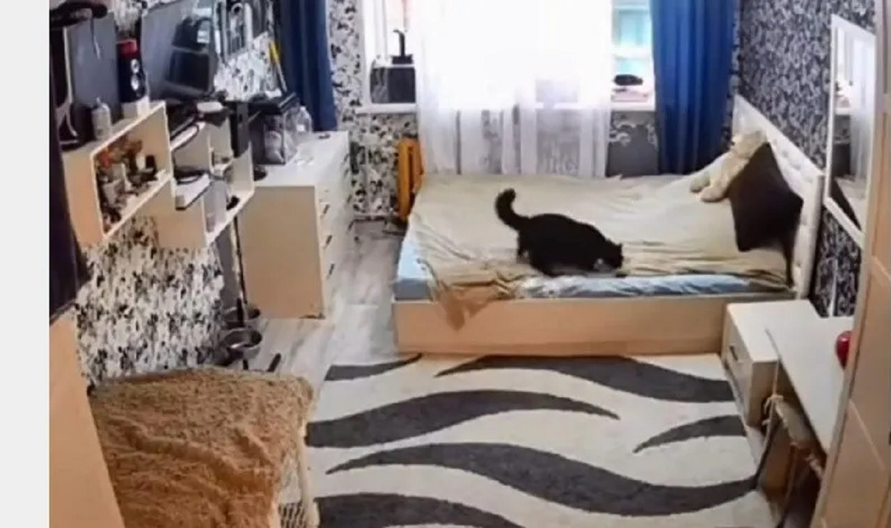 Gatito tiende la cama de sus sueños y se hace viral