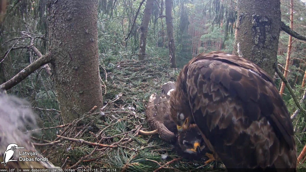 Mazais ērglis (Clanga pomarina), ligzda eglē __ Lesser spotted eagle in spruce, Zemgale, Latvia 15-5