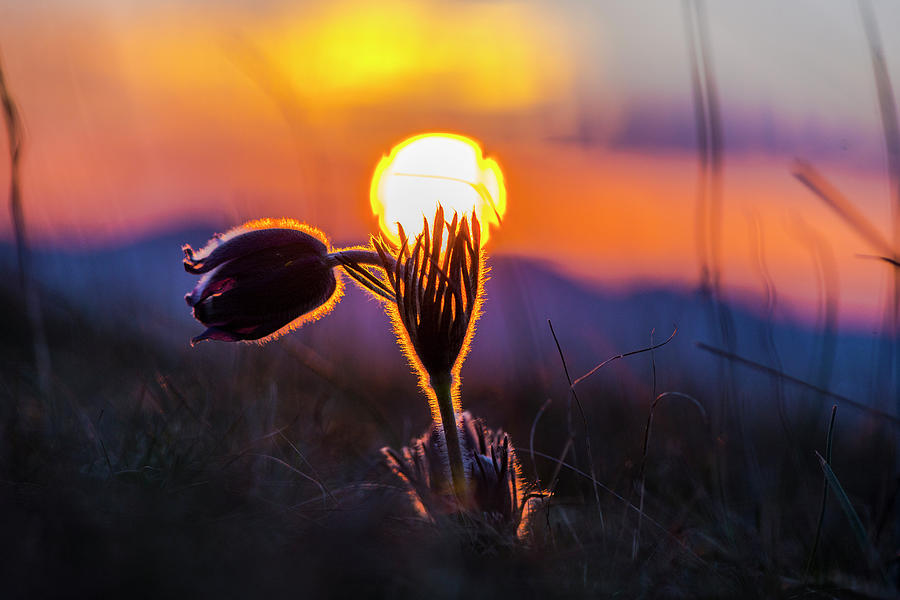 [Image: 3-sunset-flowers-sorean-stefan.jpg]