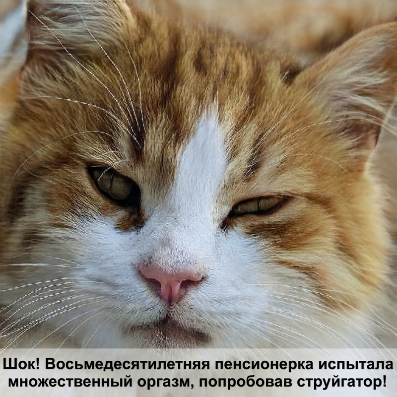 покраснение носа у кошки