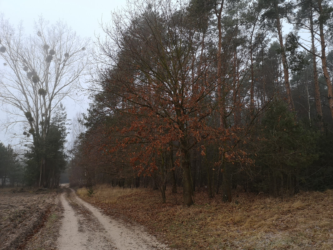 [Obrazek: IMG-20181212-080303.jpg]