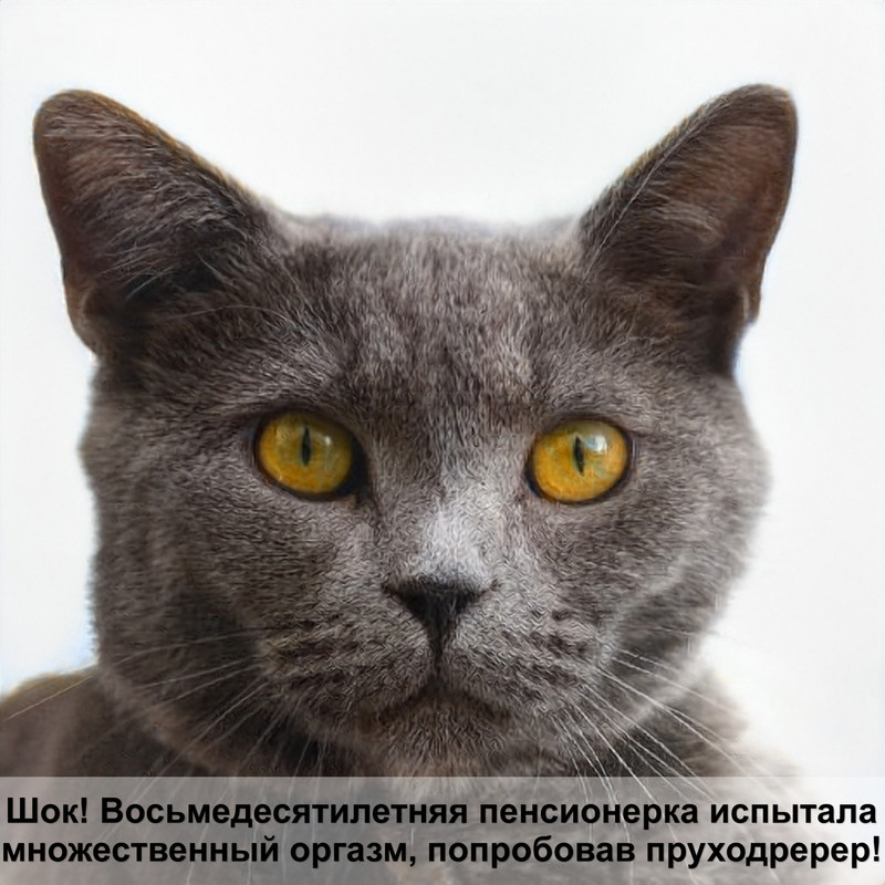 рыжие породы кошек