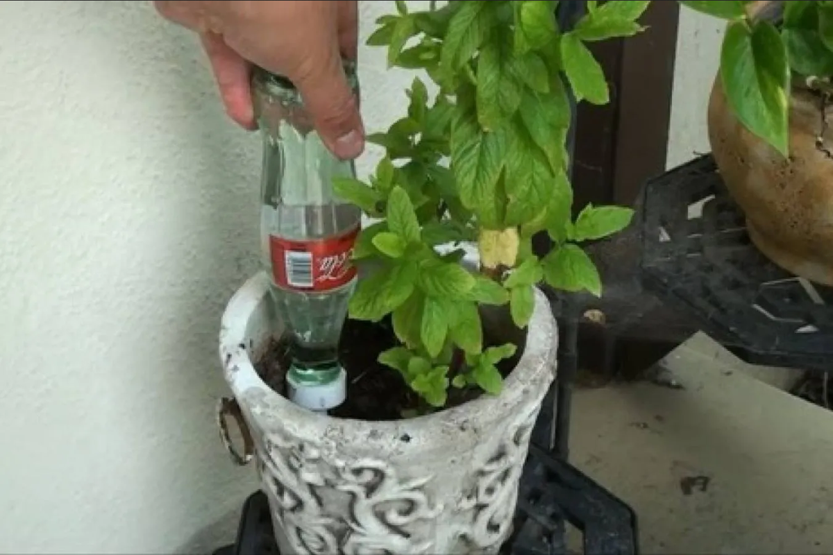 Crea un sistema de riego casero utilizando solo una botella de plástico