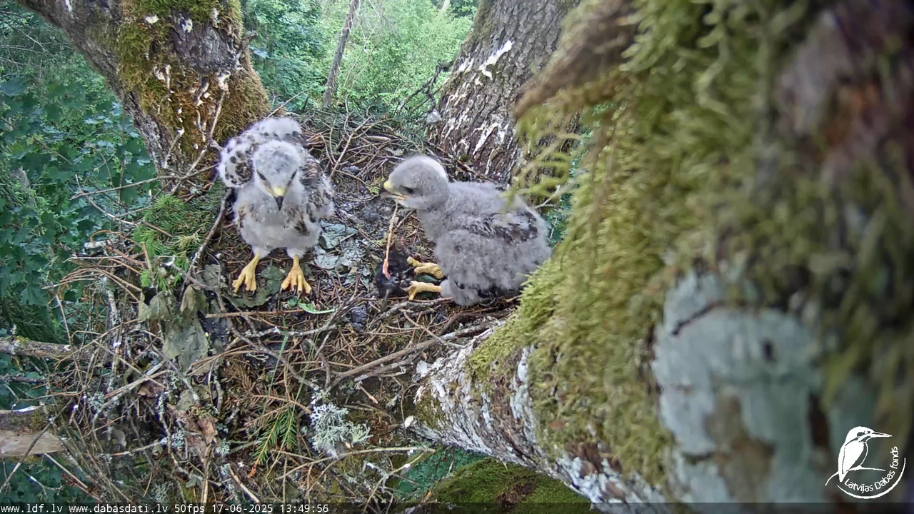 Melnās klijas (Milvus migrans) Kurzemē_ peļu klijāni (Buteo buteo) 12-46-18 screenshot